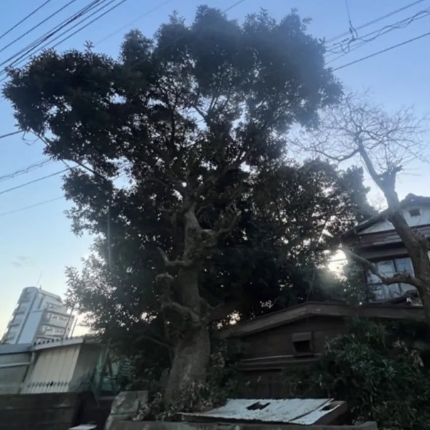 ビフォー1