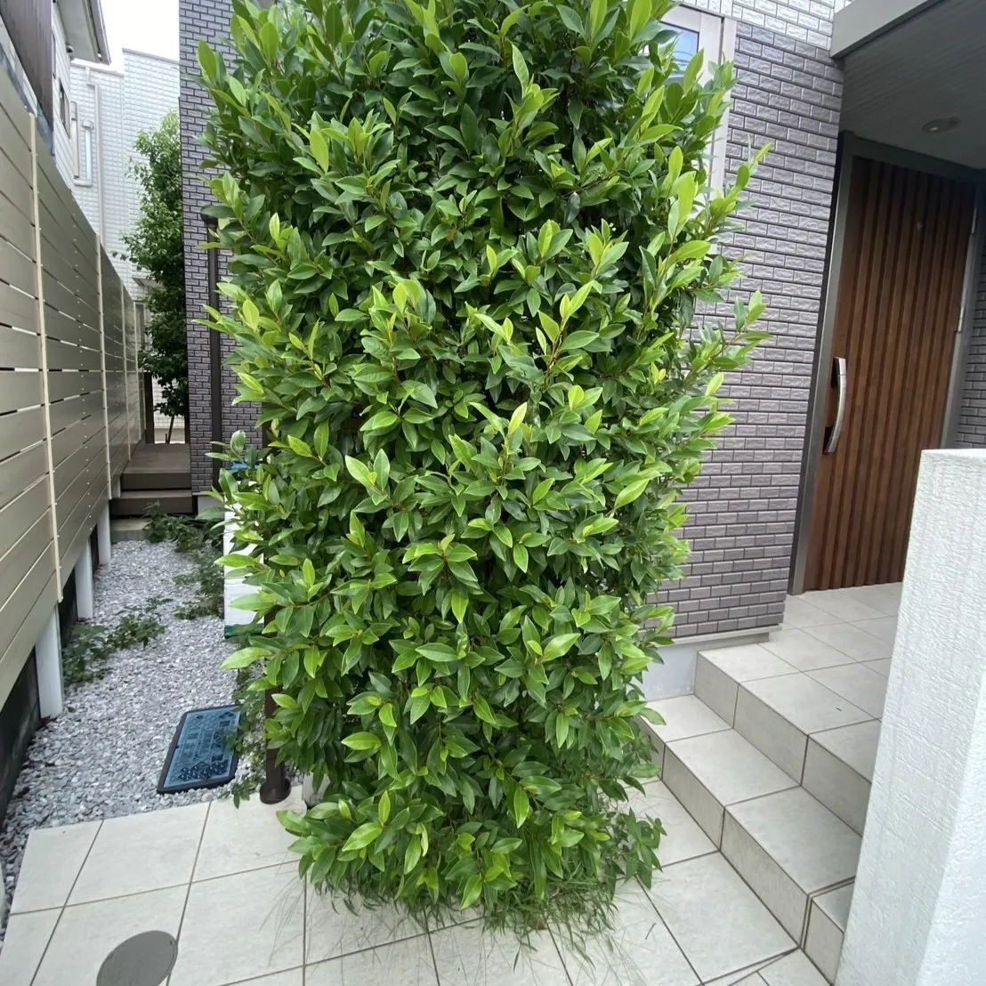 ビフォー6